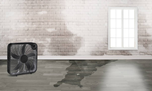 Best Mold removal after water damage  in Port Washington North, NY